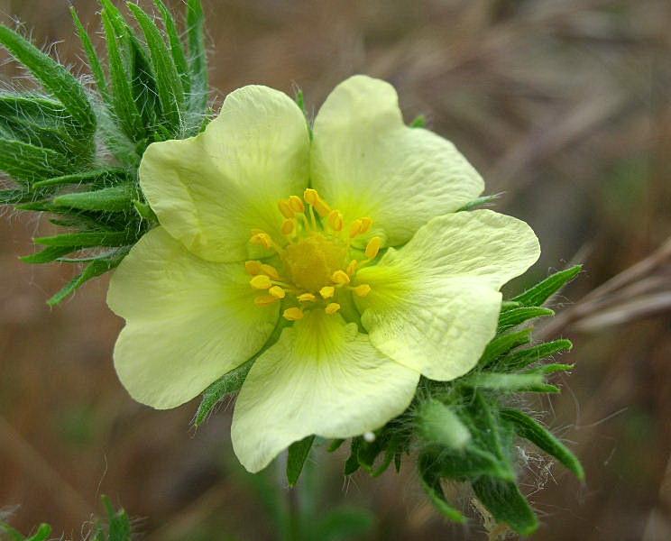 Potentilla recta / Cinquefoglia diritta